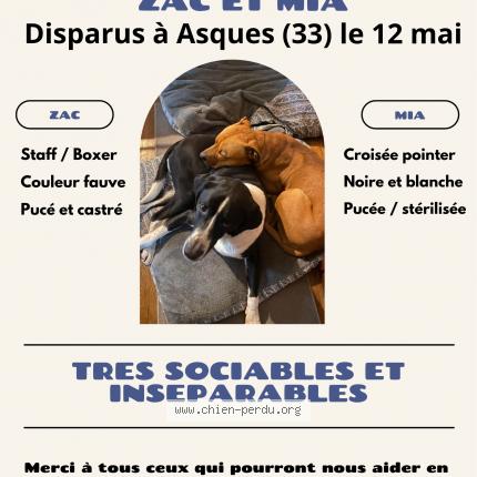 Photo 1/1 Chien retrouvé Perdu à Asques