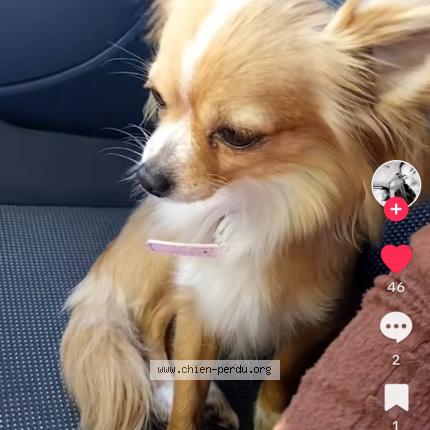 Photo 1/1 Chien retrouvé Perdu à Niort