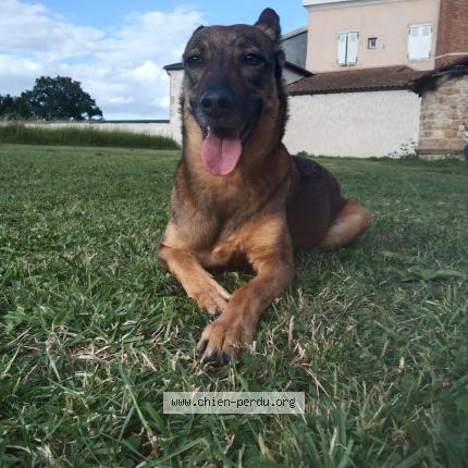 Photo 1/1 Chien retrouvé Perdu à St georges de reneins
