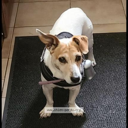 Photo 1/1 Chien retrouvé Perdu à Vetheuil