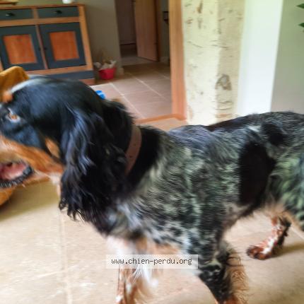 Photo de chien trouvé à Loiron Ruille