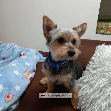 Photo de chien perdu à Pertuis
