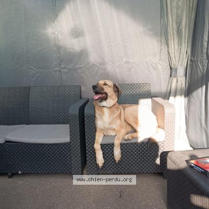 Photo 1/1 Chien retrouvé Perdu à Val d oust