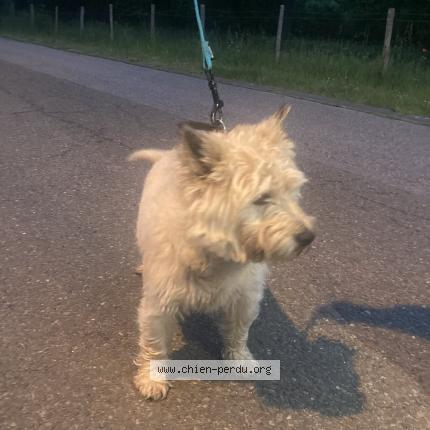 Photo 1/1 Chien retrouvé Trouvé à Saint lambert des bois