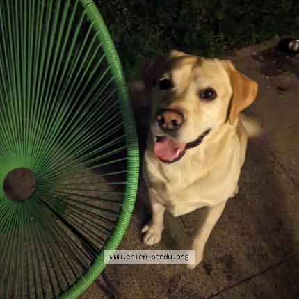 Photo 1/1 Chien retrouvé Trouvé à Wolfisheim