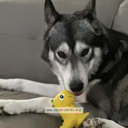 Photo 1/1 Chien retrouvé Perdu à Auxerre