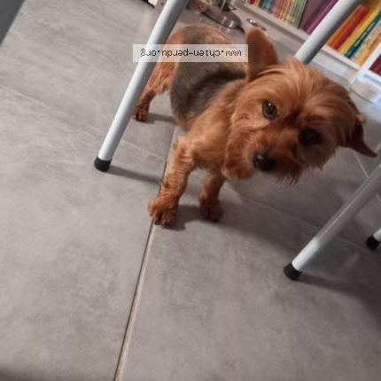 Photo 1/1 Chien retrouvé Trouvé à Rochefort du gard