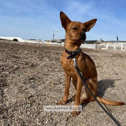 Photo 1/1 Chien retrouvé Perdu à Marseille