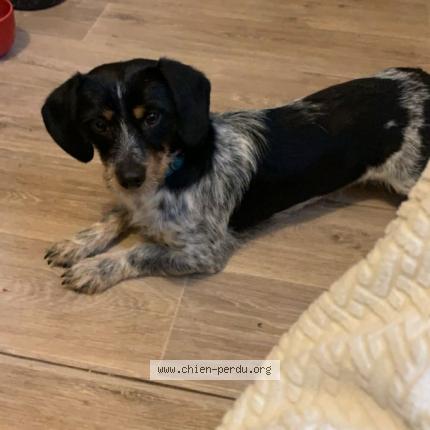 Photo 1/1 Chien retrouvé Perdu à Redon