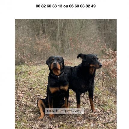 Photo 1/1 Laia Chien perdu à Vivans