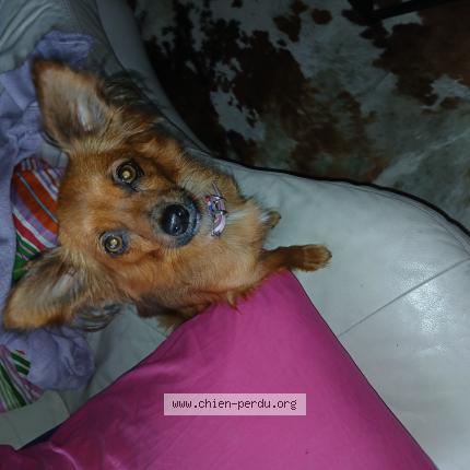Photo 1/1 Chien retrouvé Trouvé à Sabres