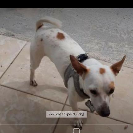 Photo 1/1 Chien retrouvé Perdu à Lodeve