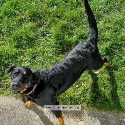 Photo 1/1 Chien retrouvé Perdu à Garat