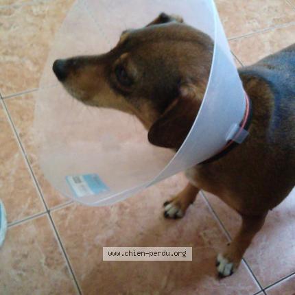 Photo 1/1 Chien retrouvé Perdu à Nice