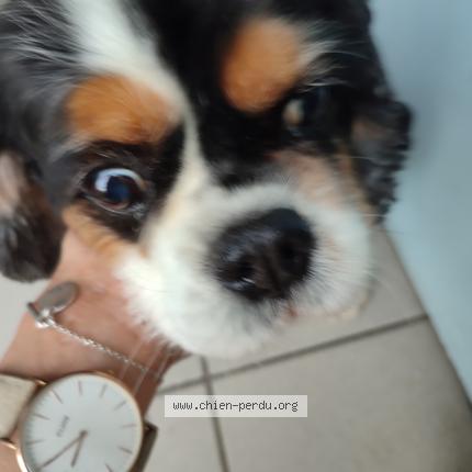 Photo 1/1 Chien retrouvé Trouvé à Toulouse