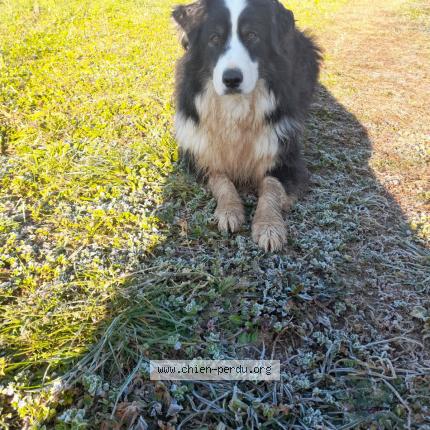 Photo de chien perdu à Saint Sauveur