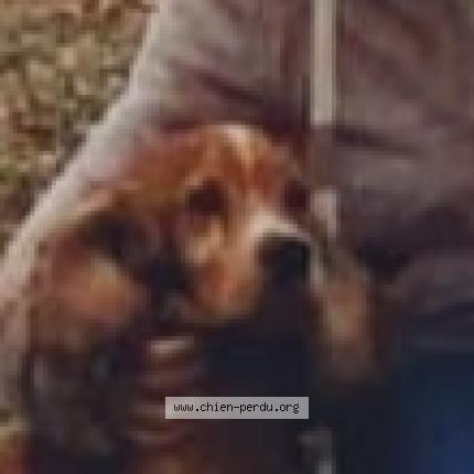 Photo 1/1 Chien retrouvé Perdu à St plancard