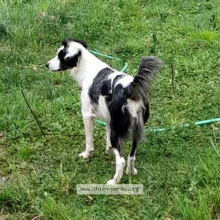 Photo 1/1 Chien retrouvé Perdu à Tonnerre