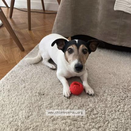 Photo 1/3 Hermès Chien perdu à Boutigny sur essonne