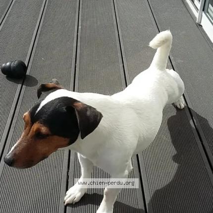 Photo 2/3 Hermès Chien perdu à Boutigny sur essonne