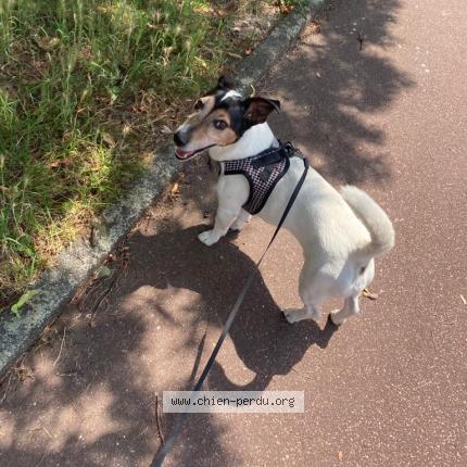 Photo 3/3 Hermès Chien perdu à Boutigny sur essonne