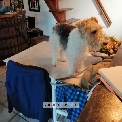 Photo de chien perdu à Chenac Saint Seurin D Uzet