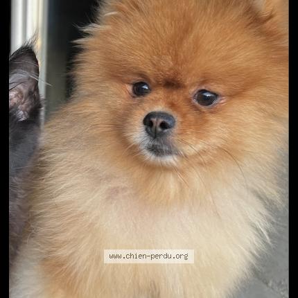 Photo 1/1 Chien retrouvé Perdu à Byans sur doubs