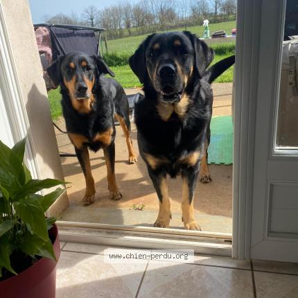 Photo 1/1 Chien retrouvé Perdu à Morcenx