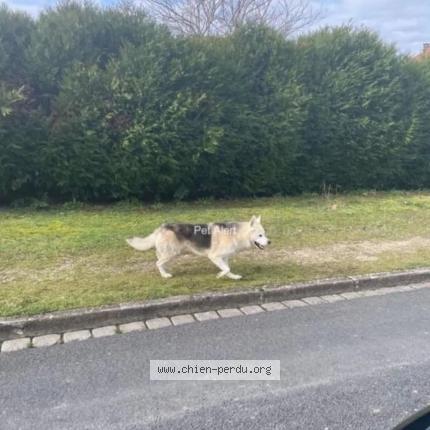 Photo 1/1 Chien retrouvé Perdu à Champagne sur seine