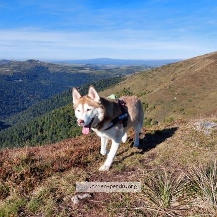 Photo 1/1 Chien retrouvé Perdu à Nonards
