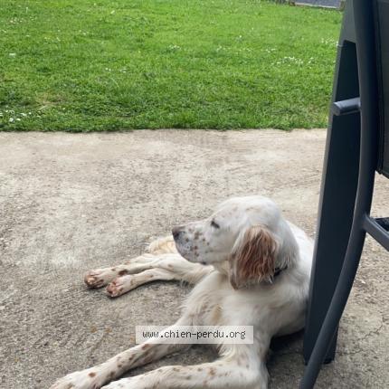 Photo de chien perdu à Epinouze