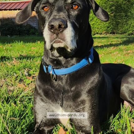 Photo de chien perdu à Villeneuve De Marsan
