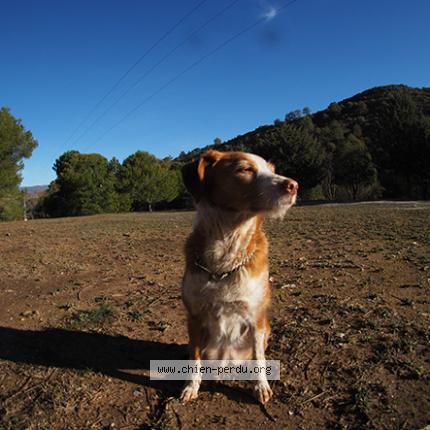 Photo de chien perdu à Rennes