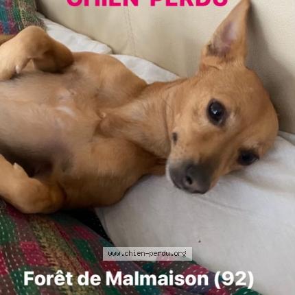 Photo de chien perdu à Rueil Mailmaison