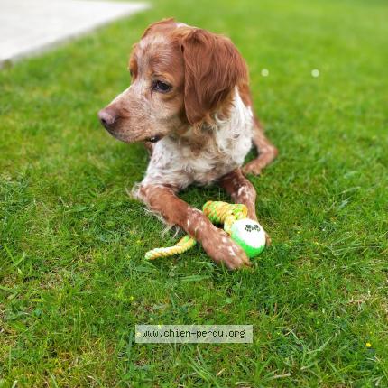 Photo 1/1 Chien retrouvé Perdu à Virelade