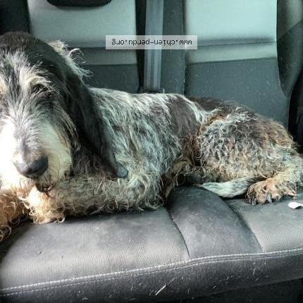 Photo 1/1 Chien retrouvé Trouvé à Saint aulaye