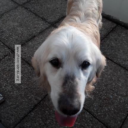 Photo de chien trouvé à Bondy