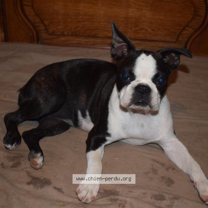 Photo de chien perdu à Peillac