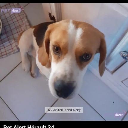 Photo 1/1 Chien retrouvé Perdu à Marseillan