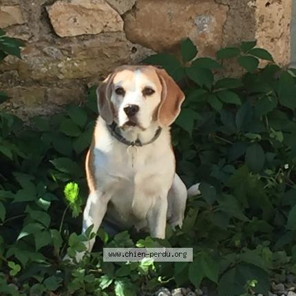 Photo 1/1 Chien retrouvé Perdu à Lisle sur tarn