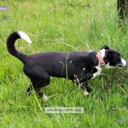 Photo de chien trouvé à Cogles