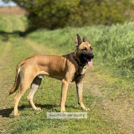 Photo 1/1 Chien retrouvé Perdu à Noyal pontvy