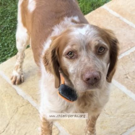 Photo 1/2 Chien retrouvé Perdu à Vaudelnay