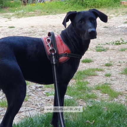 Photo 1/1 Chien retrouvé Trouvé à St martin de castillon