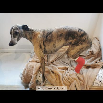 Photo de chien perdu à Saint Aubin Des Landes