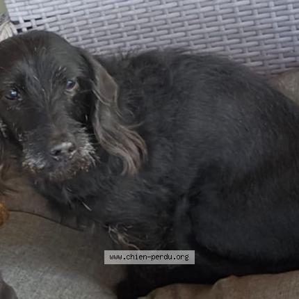 Photo de chien perdu à Beausemblant