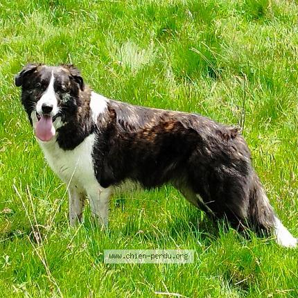 Photo de chien perdu à Le Fau
