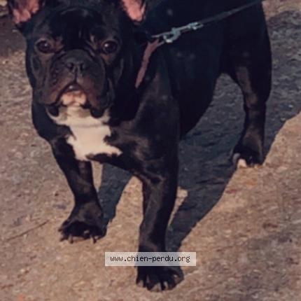 Photo 1/1 Chien retrouvé Perdu à Couzeix