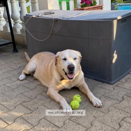 Photo de chien perdu à Saint Maximin La Sainte Baume