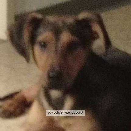 Photo de chien perdu à Holtzheim